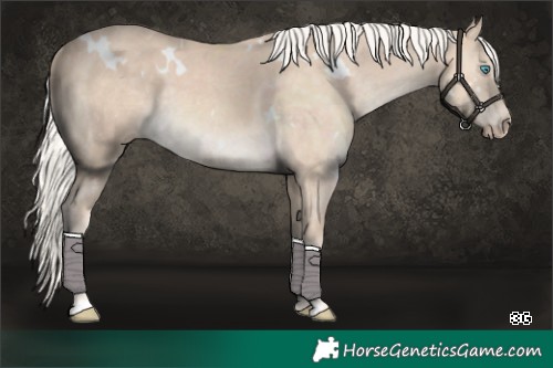 Horse Color:White Spotted Cremello 