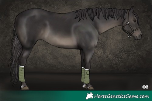 Horse Color:Smoky Black