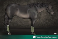Horse Color:Smoky Black 
