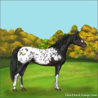 Horse Color:Brown Appaloosa