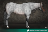 Horse Color:Brown Roan Tobiano