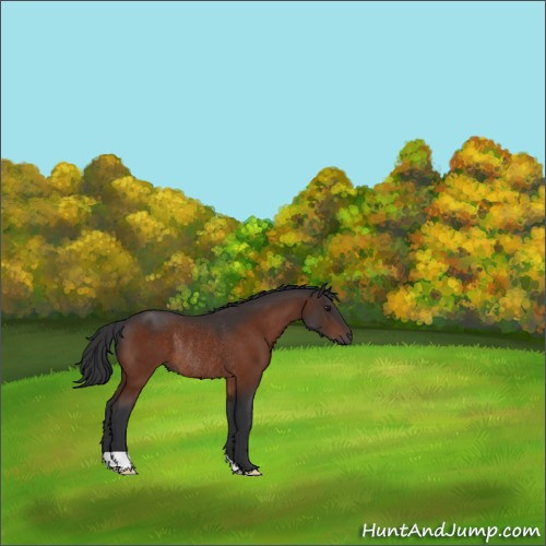 Horse Color:Bay Rabicano 