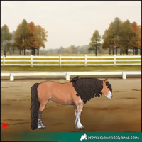Horse Color:White Spotted Bay 