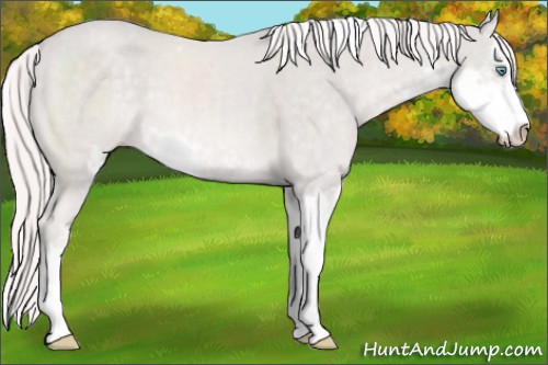 Horse Color:Platinum Cremello Sabino 