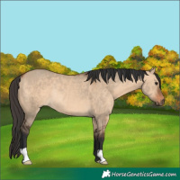 Horse Color:Bay Dun Rabicano 
