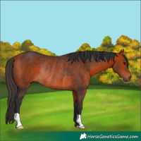 Horse Color:Bay Rabicano 