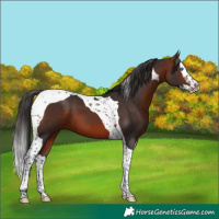 Horse Color:Bay Splash Tobiano 