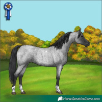 Horse Color:Blue Roan Tobiano