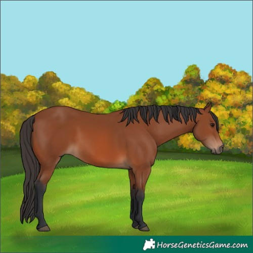 Horse Color:Bay 
