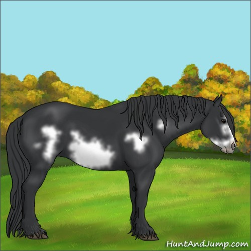 Horse Color:Black Frame 