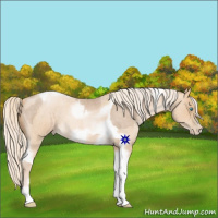 Horse Color:Chocolate Palomino Roan Pearl Tobiano Frame  and Palomino Roan Pearl Tobiano Frame 