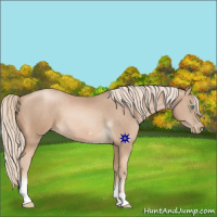 Horse Color:Chocolate Palomino Pearl Tobiano Frame  and Chocolate Palomino Pearl Tobiano Frame 