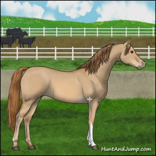 Horse Color:Red Dun 