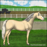 Horse Color:Palomino Dun Splash Rabicano 