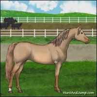 Horse Color:Red Dun Rabicano 