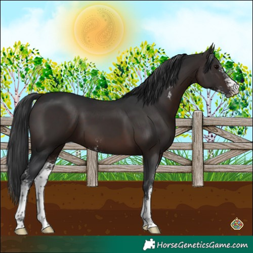 Horse Color:Brown Sabino
