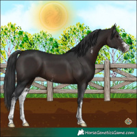 Horse Color:Brown Sabino