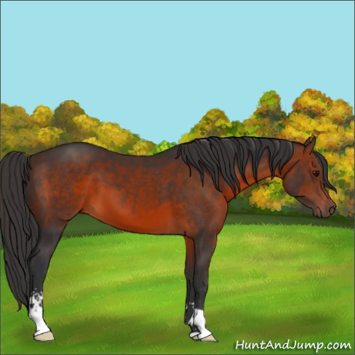 Horse Color:Brown Sabino 