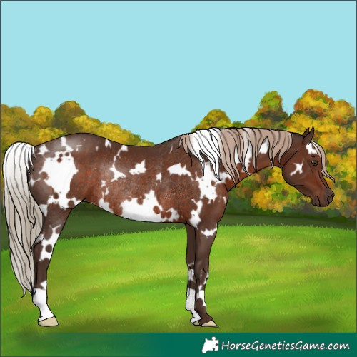 Horse Color:White Spotted Liver Chestnut Rabicano 