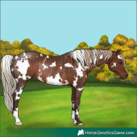 Horse Color:White Spotted Liver Chestnut Rabicano