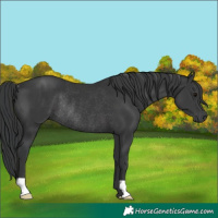 Horse Color:Black Rabicano 