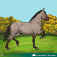 Horse Color:Liver Red Dun Roan 