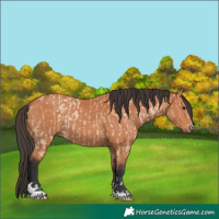 Horse Color:Bay Dun  and Bay 