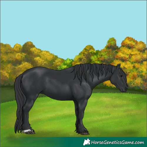 Horse Color:Black  and Black 