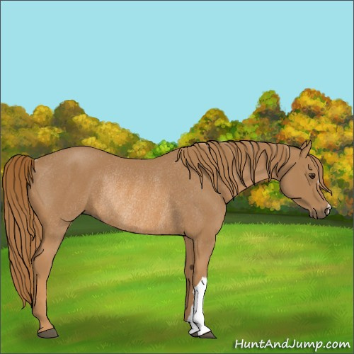 Horse Color:Chestnut Rabicano 