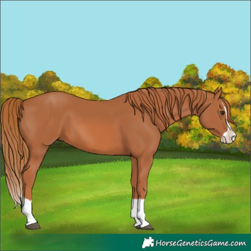 Horse Color:Chestnut Splash