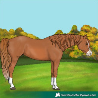 Horse Color:Chestnut Splash 