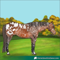 Horse Color:Bay Appaloosa