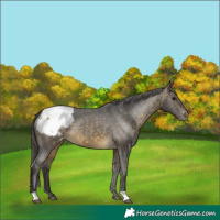 Horse Color:Buckskin Varnish 