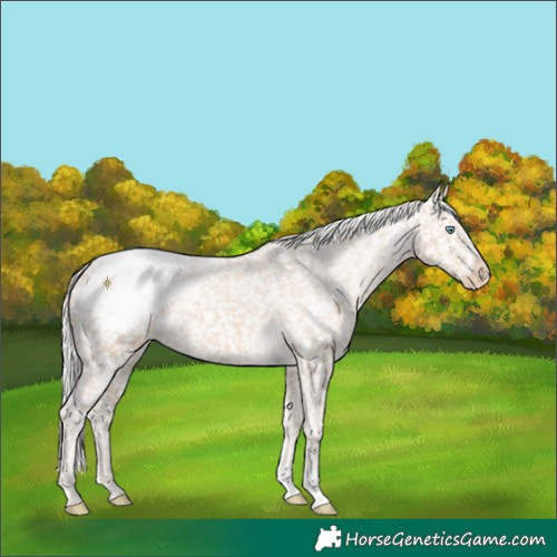 Horse Color:Silver Perlino Appaloosa 