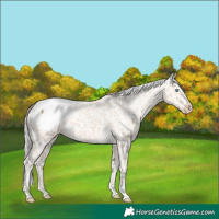 Horse Color:Silver Perlino Appaloosa 