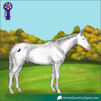 Horse Color:White Spotted Cremello Snowflake Varnish  and White Spotted Silver Perlino Snowcap 