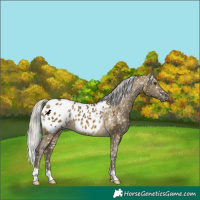 Horse Color:Silver Buckskin Dun Appaloosa 