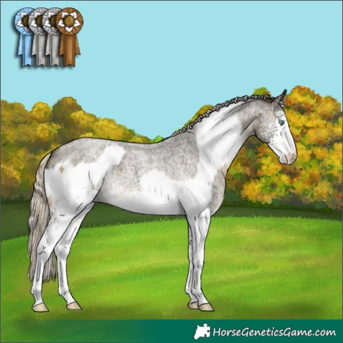 Horse Color:Perlino Appaloosa Rabicano  and White Spotted Silver Buckskin Roan 