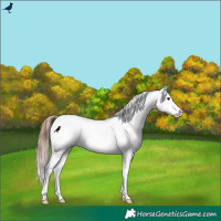Horse Color:Grullo Roan Snowcap Rabicano