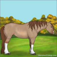 Horse Color:Red Dun Rabicano 