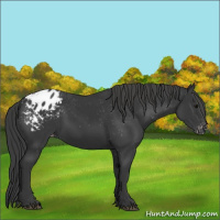 Horse Color:Black Appaloosa 