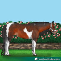 Horse Color:Brown Tobiano 