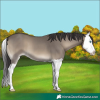 Horse Color:Smoky Grullo Onyx Splash
