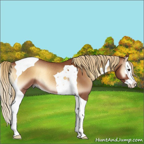 Horse Color:Red Onyx Splash Tobiano Rabicano 