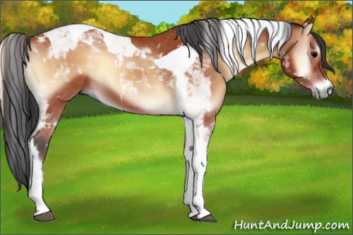 Horse Color:Bay Onyx Tobiano 