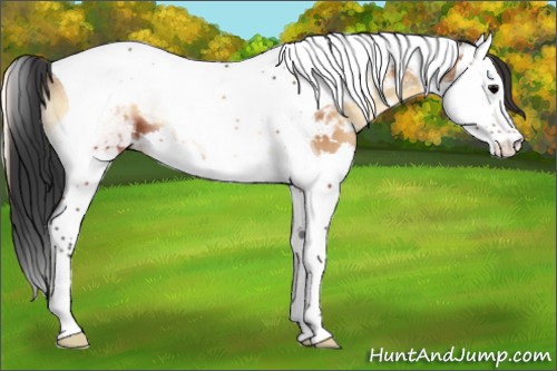 Horse Color:Bay Onyx Splash Tobiano 