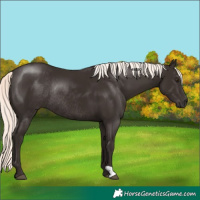 Horse Color:Liver Chestnut Mushroom Rabicano 