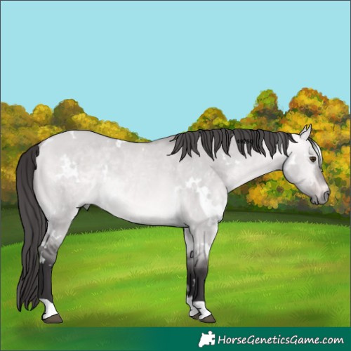Horse Color:Platinum White Spotted Buckskin Dun Rabicano 