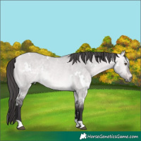 Horse Color:Platinum White Spotted Buckskin Dun Rabicano 