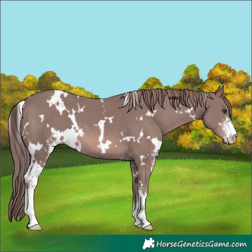 Horse Color:Platinum White Spotted Chestnut Sabino 